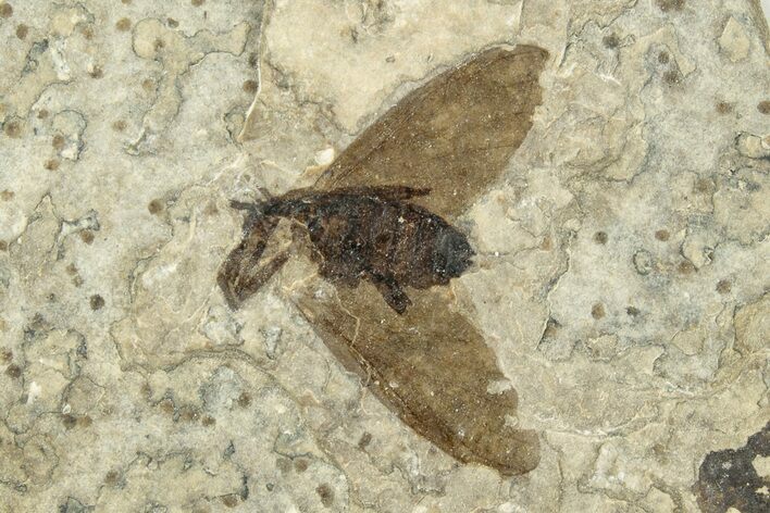 Detailed Fossil March Fly (Plecia) - Wyoming #245639